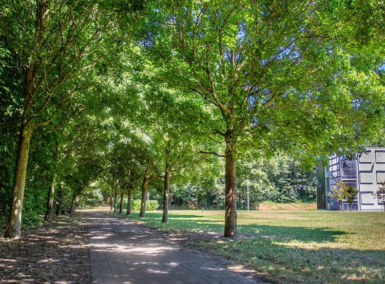 Groene zone