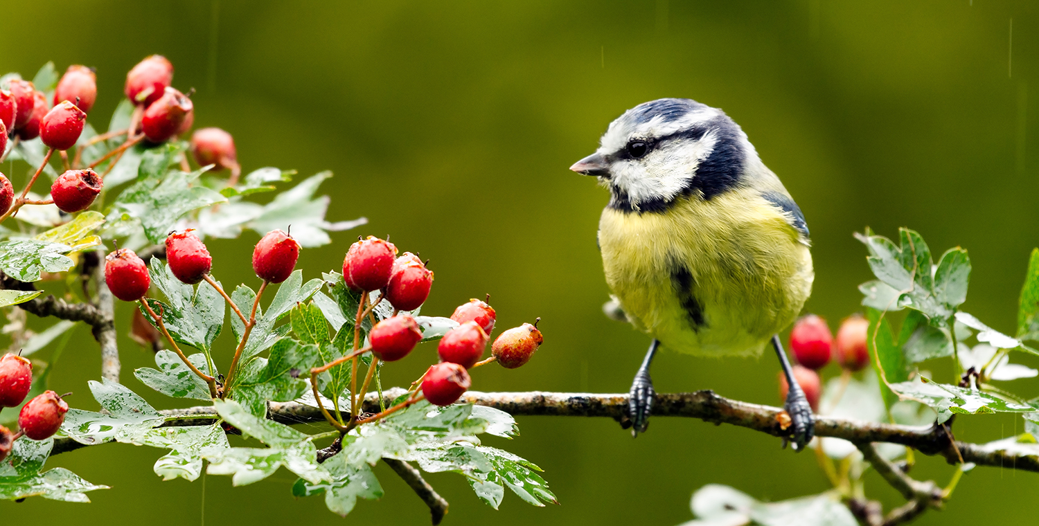 Leuk nieuws! Nieuwe natuur in de achtertuin van Stenehof.