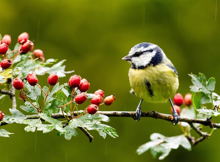 Leuk nieuws! Nieuwe natuur in de achtertuin van Stenehof.